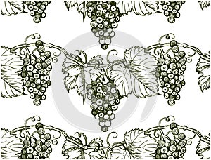 Sketch hand drawn pattern of engraved grapes and leaves on branch isolated on white background.