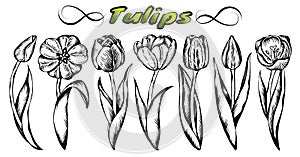 Sketch hand drawn set of line art black tulips isolated on white background. Engraved Spring hollands flowers