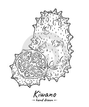 Sketch hand drawn tropical fruit kiwano cactus isolated on white background.