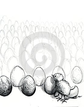 Sketch of a Hatching Chick