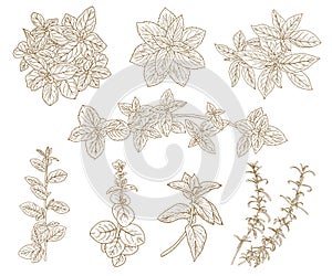 Sketch herbs set. Herbs and spices sketch set. Culinary and medicinal plants vector illustration in the engraving style