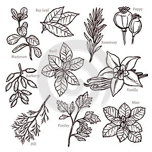 Sketch Herbs And Spice Collection