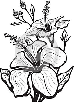 Sketch of hibiscus flowers