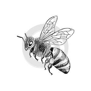 Sketch honey bee side view vector drawing.
