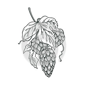 Sketch of hop plant, hops branch with leaves and hop cones in engraving style. Hops
