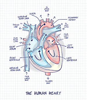 Sketch of human heart anatomy ,line and color on a checkered background. Educational diagram with hand written labels of the main