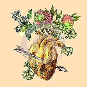 Sketch of human heart