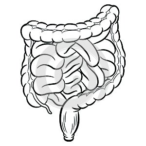 Sketch Human Intestine Tracts Digestion Colon Viscera photo