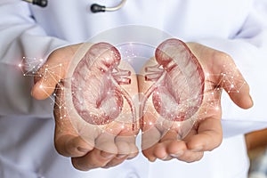 Sketch of the human kidney in the hands.