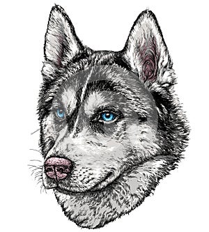 Sketch of Husky Dog. photo