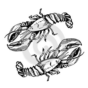 Sketch illustration of lobster, crawfish, crayfish. on white background. photo