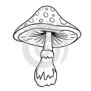 Sketch illustration of mushroom