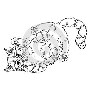 Sketch illustration of playful cats. Sleeping, sitting, looking back, playing