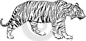 Sketch illustration of tyger