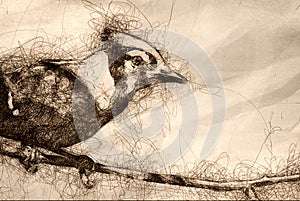 Sketch of an Immature Blue Jay in Tree