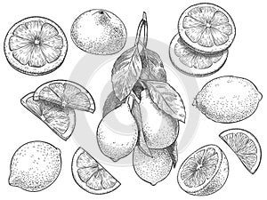 Sketch lemon. Hand drawn sliced lemons, citrus fruit with leaves and half lemon vector illustration set