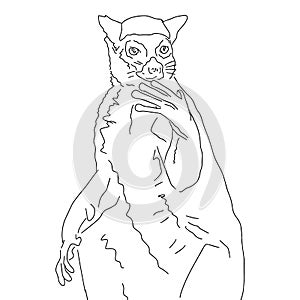 sketch of lemur