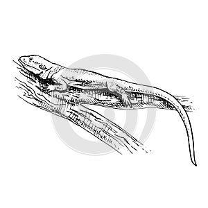 Sketch lizard. hand drawn graphic iguana