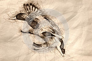 Sketch of a Mallard Duck Landing on the Cool Water