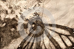 Sketch of a Monarch Butterfly Sipping Nectar from the Accommodating Flower