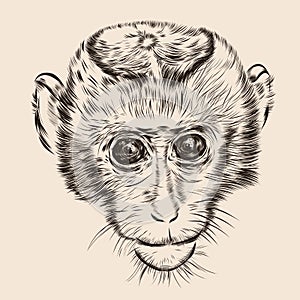Sketch monkey face. Hand drawn doodle vector