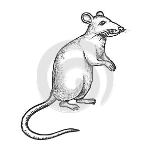 Sketch mouse, rat on rear paws, hand drawn rodent photo