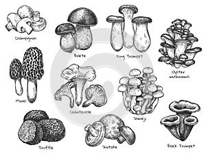 Sketch mushrooms. Hand drawn various edible mushroom morel, truffle, champignon, black and king trumpet, bolete mushroom