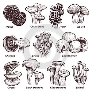 Sketch mushrooms. Hand drawn various mushroom. Morel, truffle and champignon, chanterelle and oyster, black and king