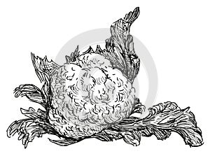 Sketch of one cabbage cauliflower vegetable with leaves, vector hand drawing isolated on white