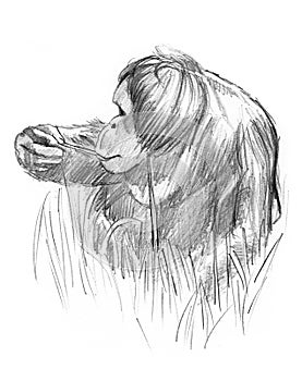 Sketch of an orang utan