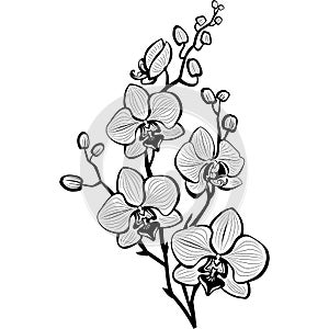 Sketch of orchid flowers photo
