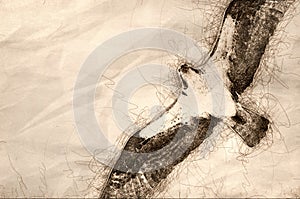 Sketch of an Osprey Hunting on the Wing in a Blue Sky