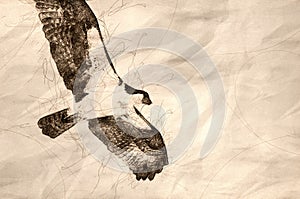Sketch of Osprey Hunting on the Wing