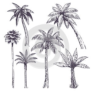 Sketch palm tree. Hand drawn tropical coconut palm trees, africans plants. Hawaii summer vacation engraving drawing