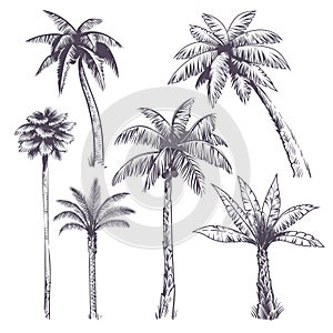 Sketch palm tree. Hand drawn tropical coconut palm trees, africans plants. Hawaii summer vacation engraving drawing photo