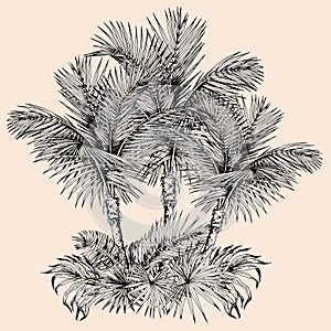 Sketch of palm trees