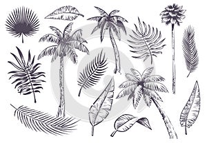 Sketch palm trees and leaves. Hand drawn tropical palms and leaf, black line silhouette exotic plants hawaii natura