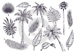 Sketch palm trees and leaves. Hand drawn tropical palms and leaf, black line silhouette exotic plants hawaii natura photo