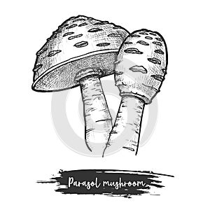 Sketch of parasol mushroom. Fungus for cooking