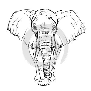 Sketch by pen African elephant front view