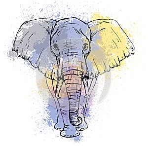 Sketch by pen African elephant front view on the background