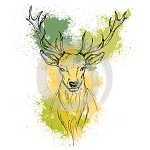 Sketch by pen Noble deer front view on the background
