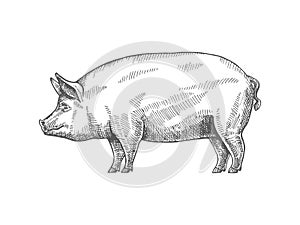 Sketch of a pig