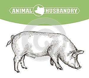 Sketch of pig drawn by hand. livestock