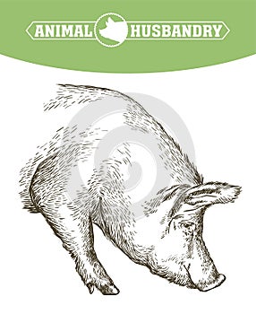 Sketch of pig drawn by hand. livestock