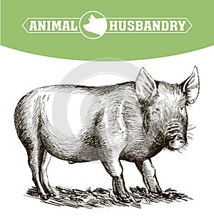 Sketch of pig drawn by hand. livestock