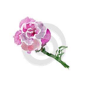 Sketch of pink rose. Watercolor flower, isolated on white - Illustration