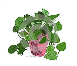 Vector pot plants illustration. potted plant hand drawn vector illustration. scindapsus.