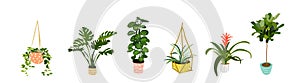 Vektor hrniec rastliny ilustrácie. sukulenty a kaktus čmáranice 