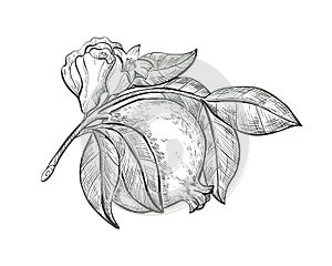 Sketch Pomegranate fruit and flower on a branch, isolated engraved sign. Garnet fruit vector sketch illustration.